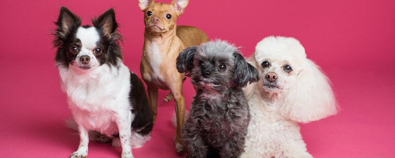 Four of the Best Pet Slots